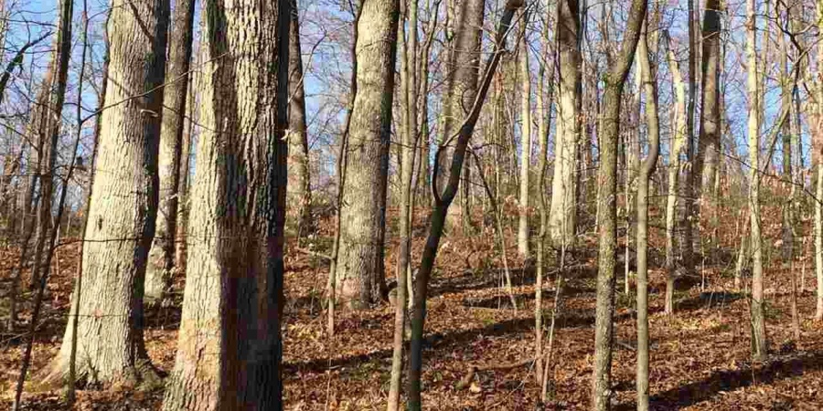 5267 E Prince Road, Heltonville, Indiana 47436,MLS,202508317