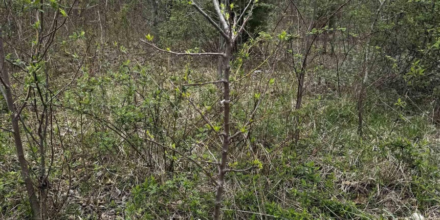 Goose Creek Road, Freedom, Indiana 47431,MLS,202510867