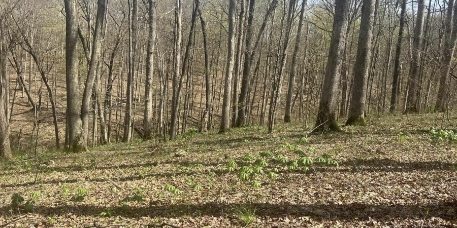 Lower Schooner Road, Nashville, Indiana 47448,MLS,202514263