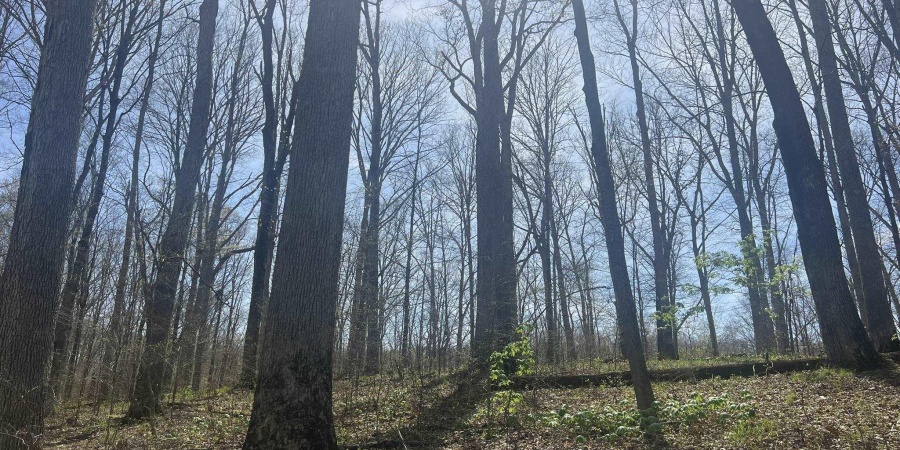 Lower Schooner Road, Nashville, Indiana 47448,MLS,202514263