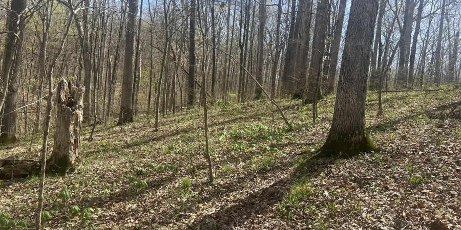 Lower Schooner Road, Nashville, Indiana 47448,MLS,202514263