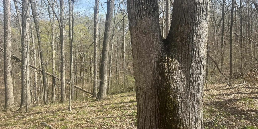 Lower Schooner Road, Nashville, Indiana 47448,MLS,202514263