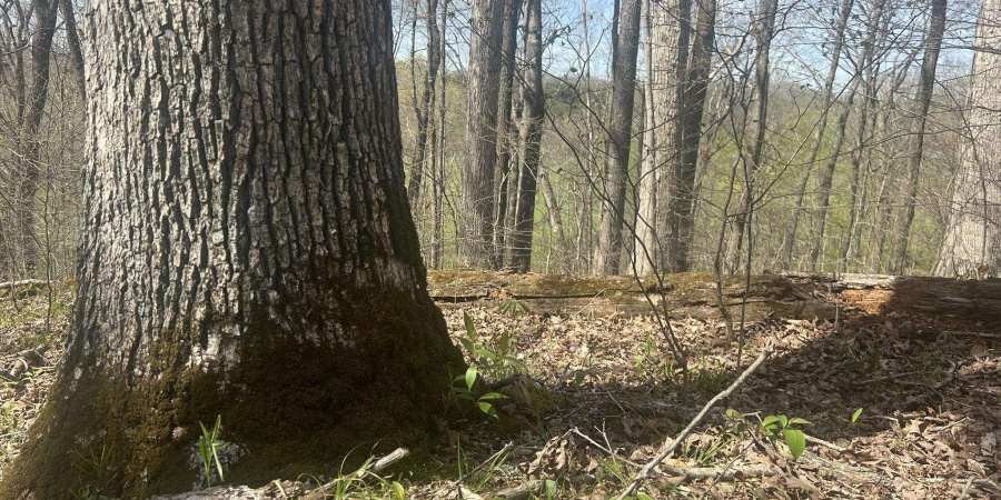 Lower Schooner Road, Nashville, Indiana 47448,MLS,202514263