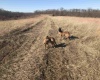 IN 54 E of Holmes LN Highway, Springville, Indiana 47462,MLS,202517838