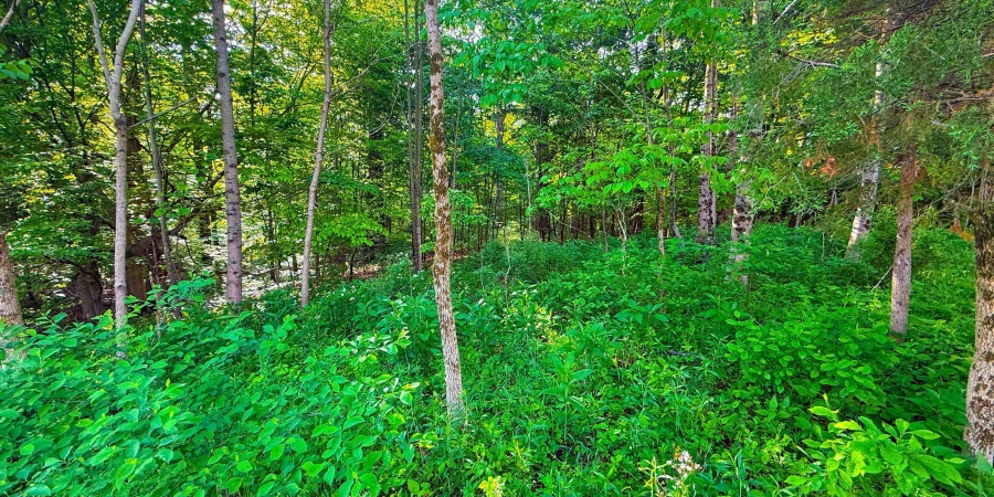 0 Oak Ridge Road, Morgantown, Indiana 46160,MLS,202517846