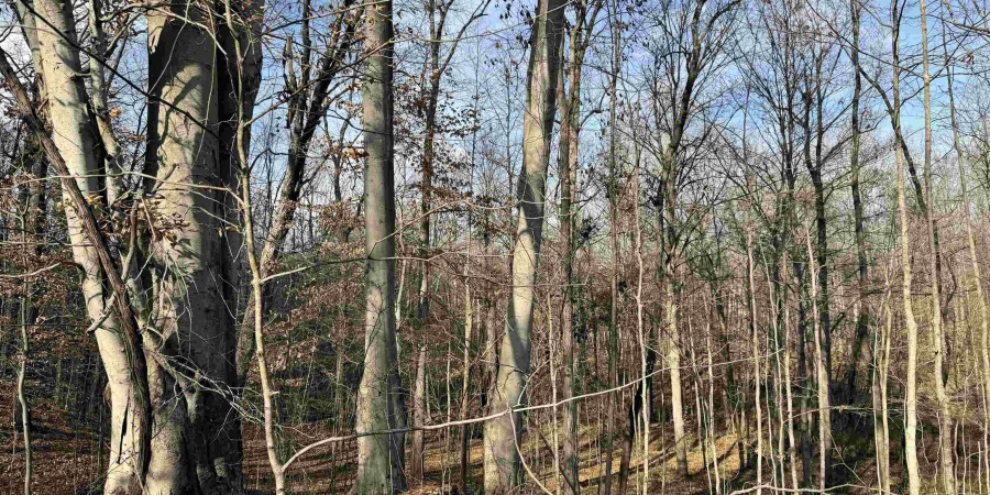 3100 Block Straight Line Road, Freedom, Indiana 47431,MLS,202519971