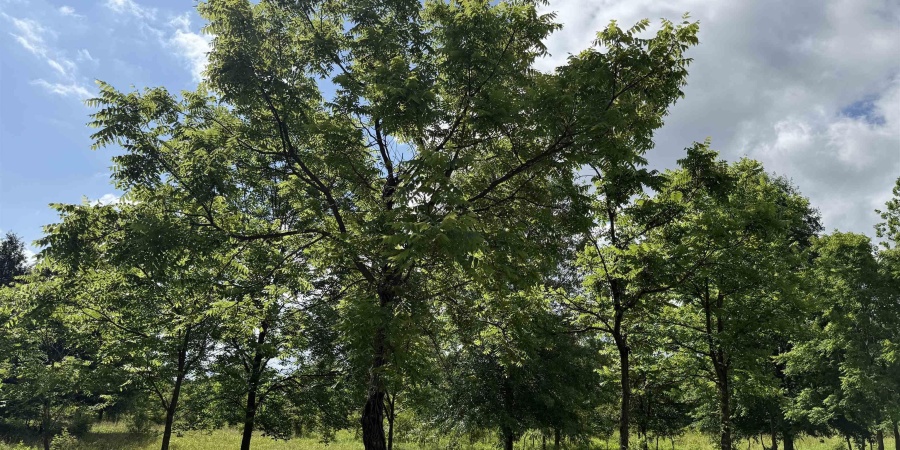 0 S 200 W Road, Bloomfield, Indiana 47424,MLS,202523666
