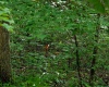 TBD N Shilo Road, Unionville, Indiana 47468,MLS,202527437