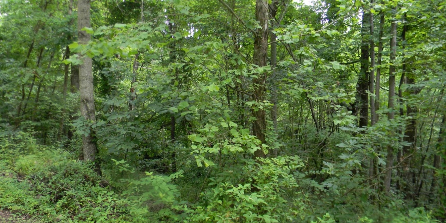 00 Denali Road, Spencer, Indiana 47460,MLS,202528459