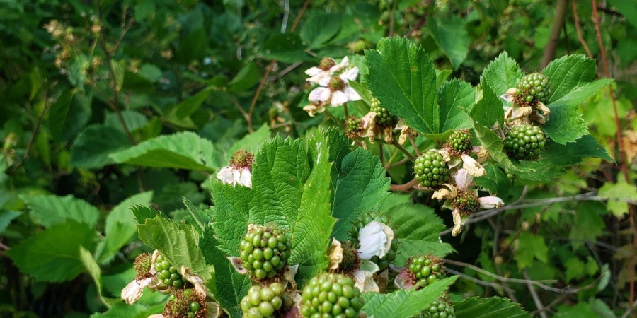 13265 S Prospect Street, Jasonville, Indiana 47438,MLS,202407205