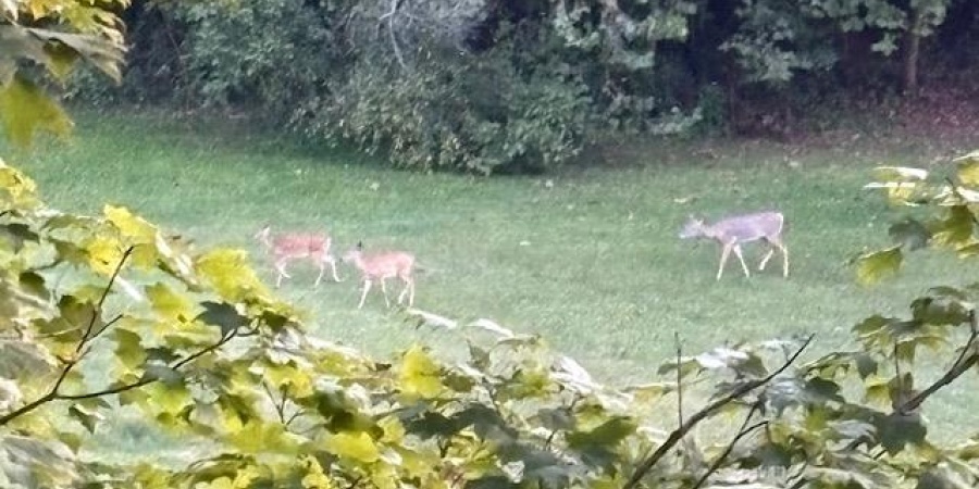 6063 Litle Flock Road, Spencer, Indiana 47460,MLS,202538130