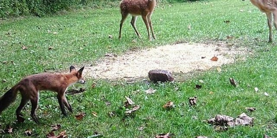 6063 Litle Flock Road, Spencer, Indiana 47460,MLS,202538130