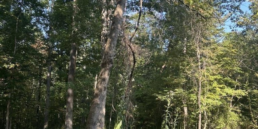 00 State Road 135 N. Road, Nashville, Indiana 47448,MLS,202538248