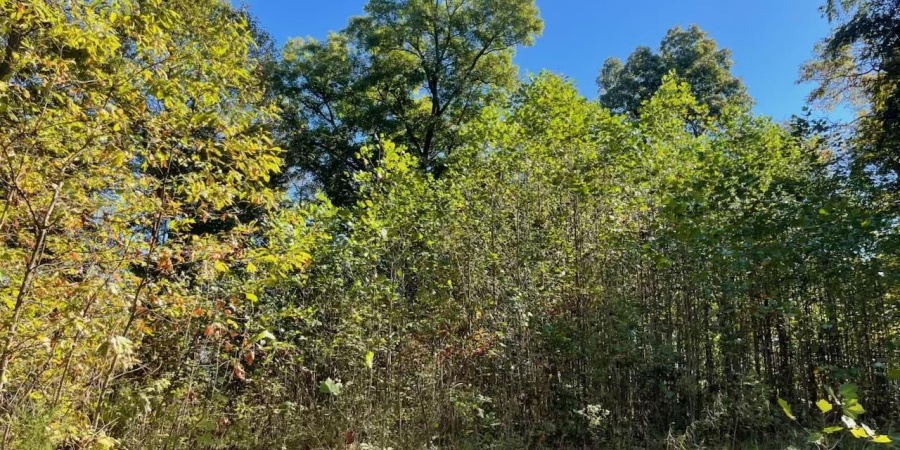 TBD Ditney Ridge Road (12acres), Bedford, Indiana 47421,MLS,202541209