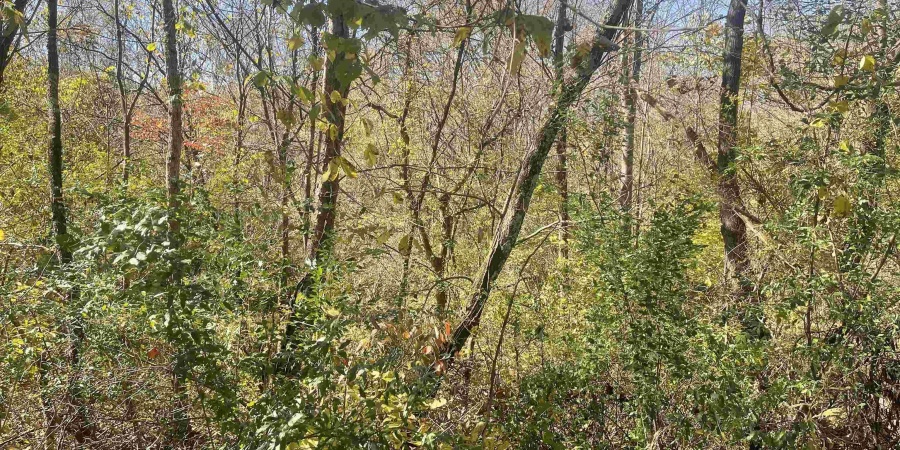 0 N Newark Road, Solsberry, Indiana 47459,MLS,202543313