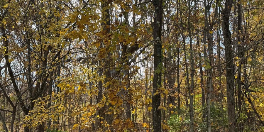 1240 S Barnes Drive, Bloomington, Indiana 47401,MLS,202545252