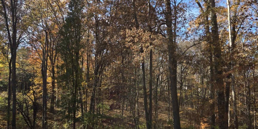 1605 E Woodland Drive, Bloomington, Indiana 47408,MLS,202545486