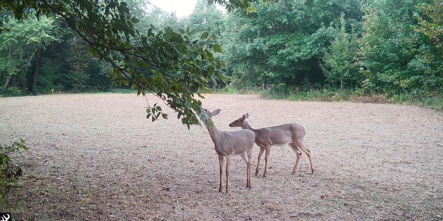 0 S Iron Mountain Road, Bloomfield, Indiana 47424,MLS,202545740