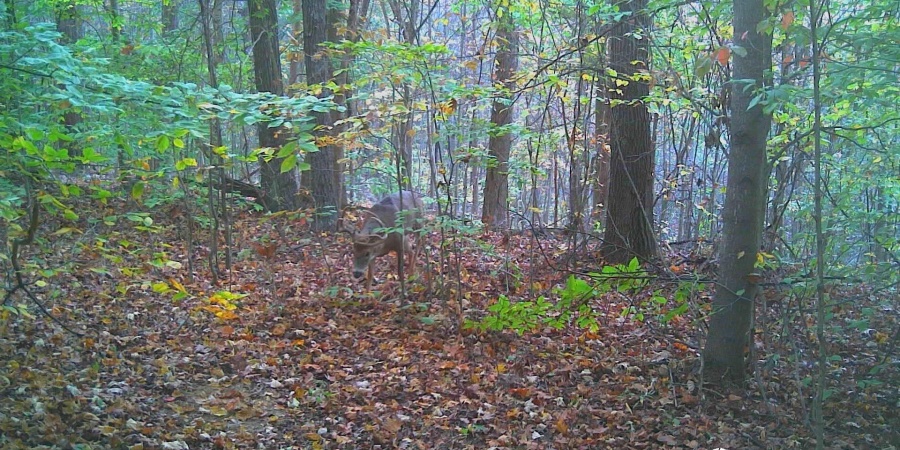 62.2 Acres Blanton Road, Mitchell, Indiana 47446,MLS,202547661