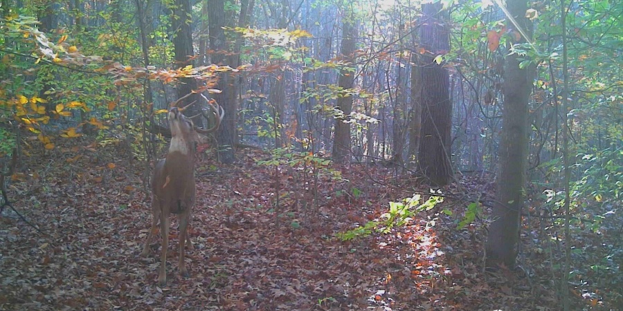 62.2 Acres Blanton Road, Mitchell, Indiana 47446,MLS,202547661