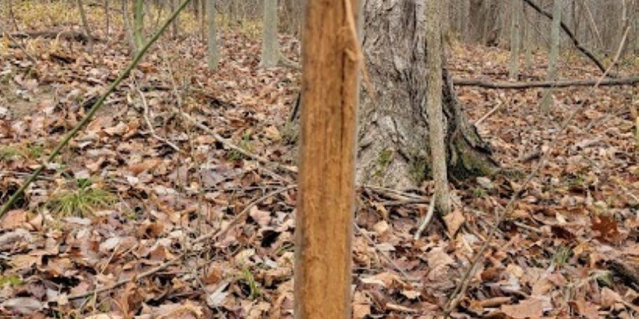 62.2 Acres Blanton Road, Mitchell, Indiana 47446,MLS,202547661