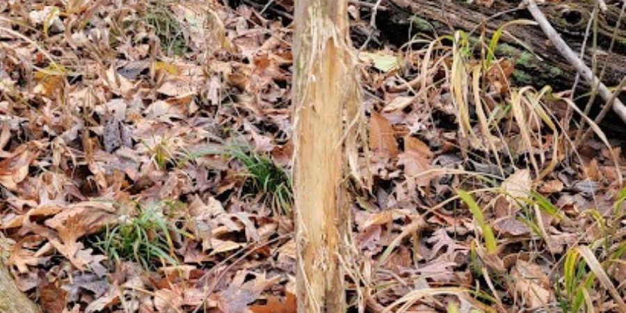 62.2 Acres Blanton Road, Mitchell, Indiana 47446,MLS,202547661