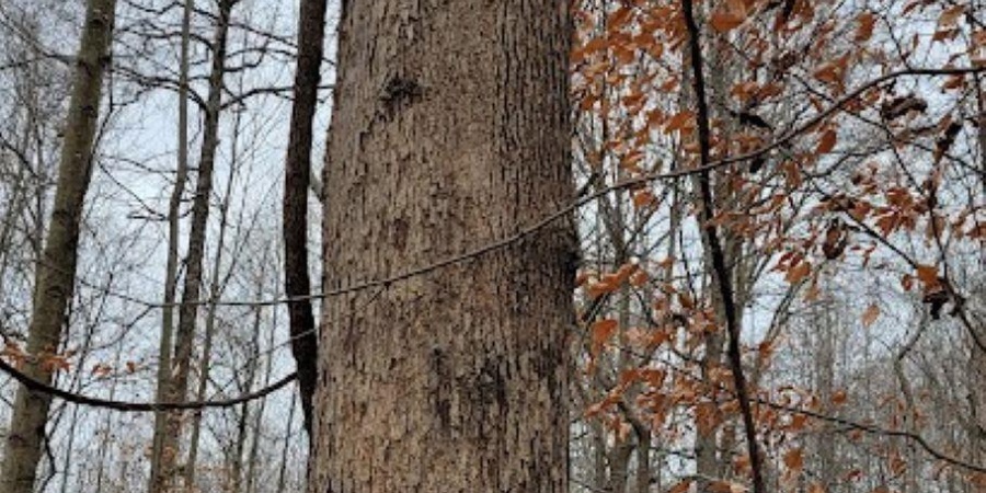 62.2 Acres Blanton Road, Mitchell, Indiana 47446,MLS,202547661