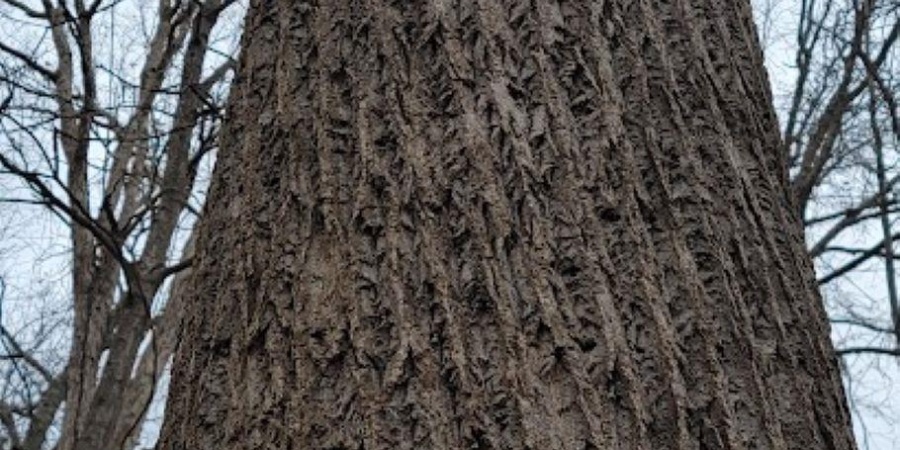 62.2 Acres Blanton Road, Mitchell, Indiana 47446,MLS,202547661