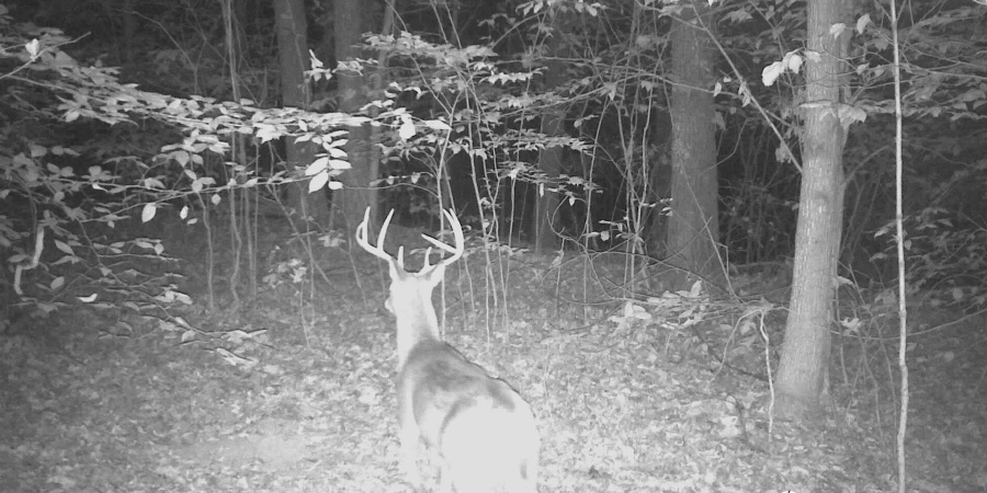 62.2 Acres Blanton Road, Mitchell, Indiana 47446,MLS,202547661