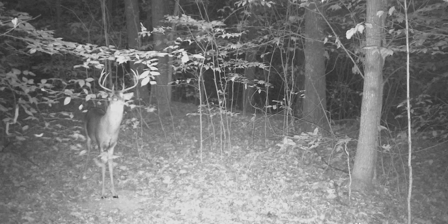 62.2 Acres Blanton Road, Mitchell, Indiana 47446,MLS,202547661