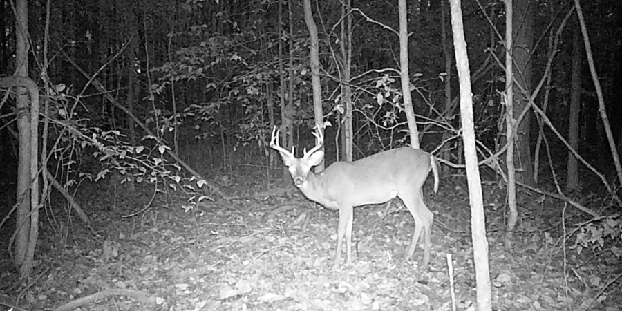 62.2 Acres Blanton Road, Mitchell, Indiana 47446,MLS,202547661