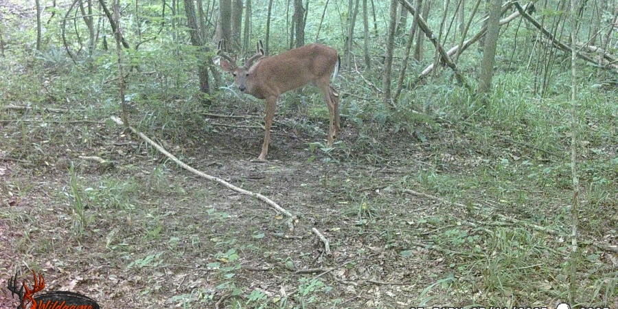 62.2 Acres Blanton Road, Mitchell, Indiana 47446,MLS,202547661