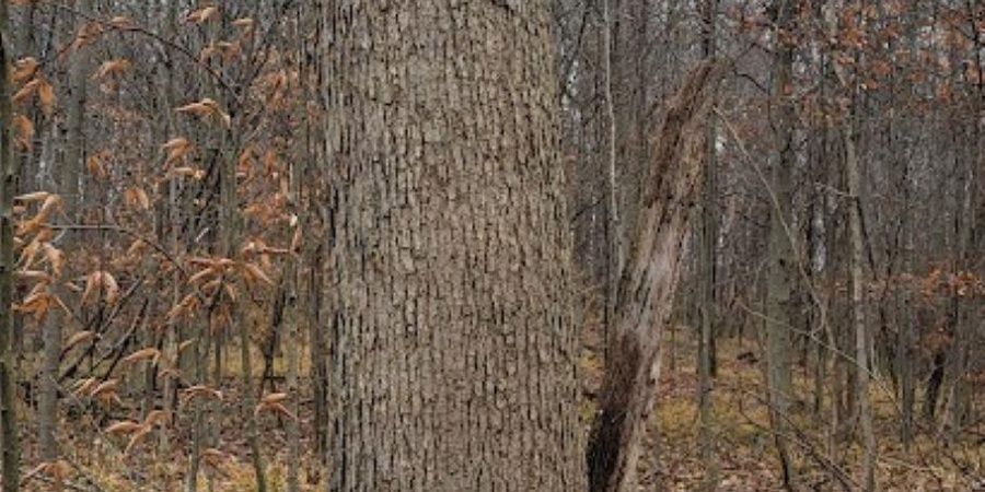 62.2 Acres Blanton Road, Mitchell, Indiana 47446,MLS,202547661