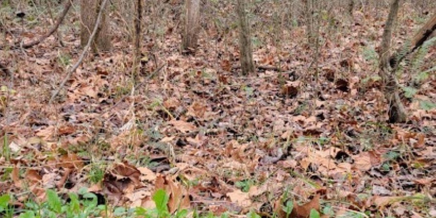 62.2 Acres Blanton Road, Mitchell, Indiana 47446,MLS,202547661