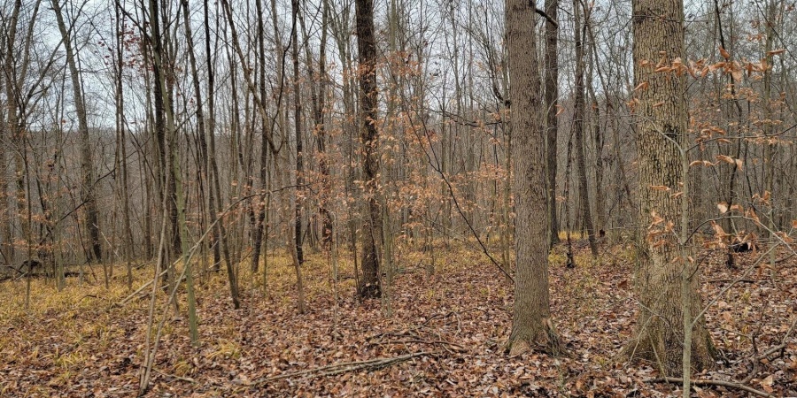 62.2 Acres Blanton Road, Mitchell, Indiana 47446,MLS,202547661