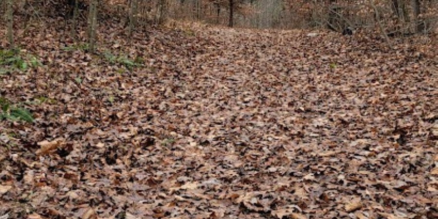 62.2 Acres Blanton Road, Mitchell, Indiana 47446,MLS,202547661