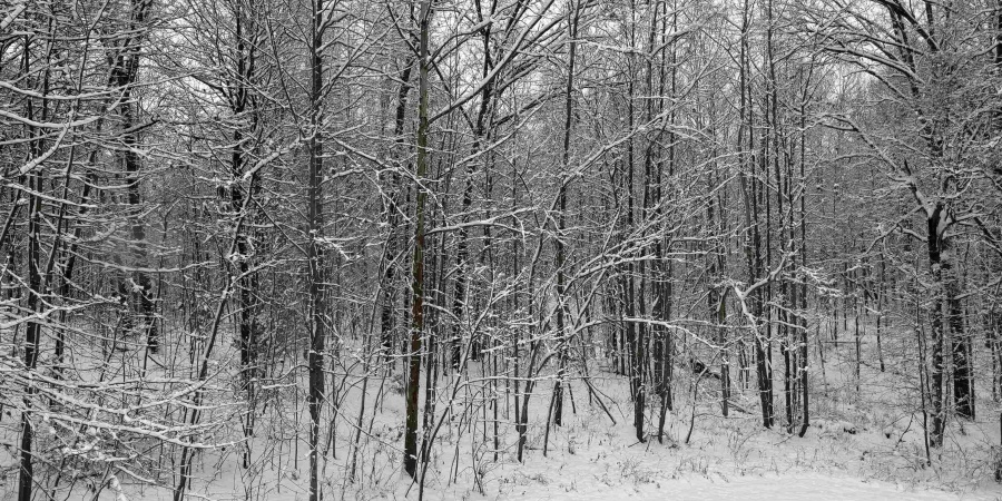 301 Riggle Road, Williams, Indiana 47470,MLS,202548883