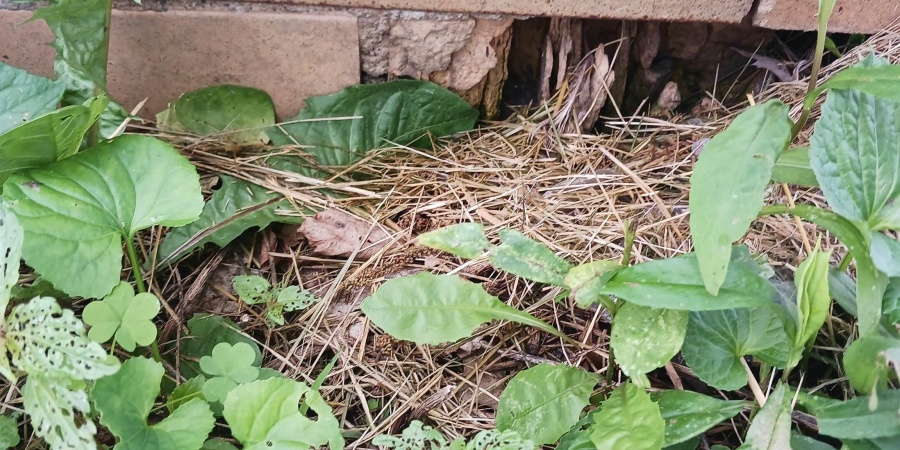 605 N Columbia Street, Brazil, Indiana 47834,MLS,202534248