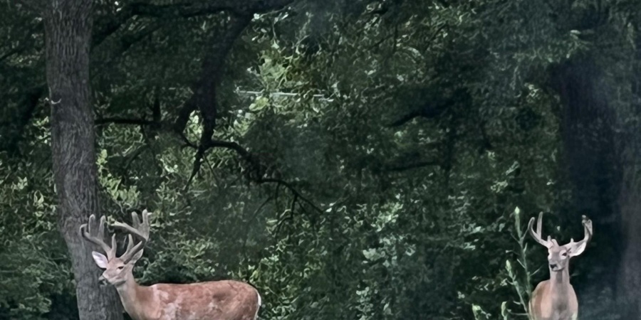 9800 N Moon Road, Gosport, Indiana 47433,MLS,202605834