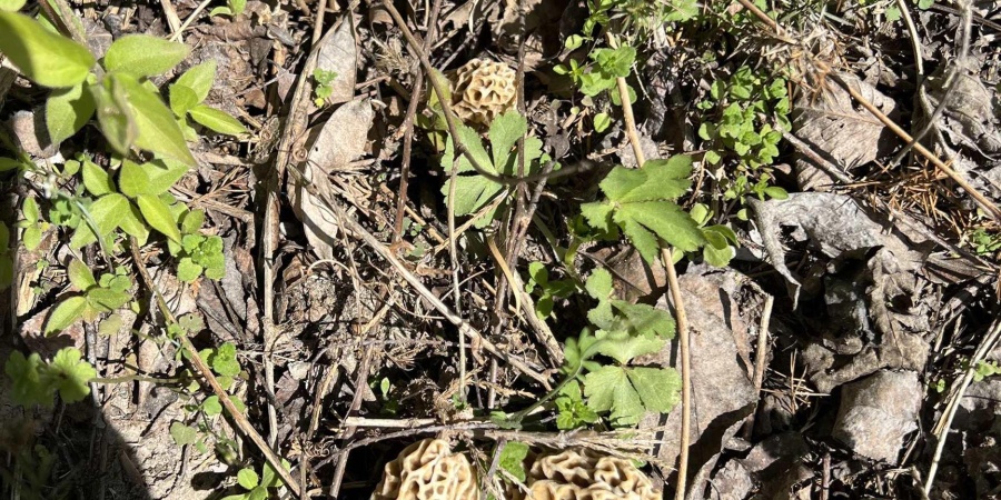 9800 N Moon Road, Gosport, Indiana 47433,MLS,202605834