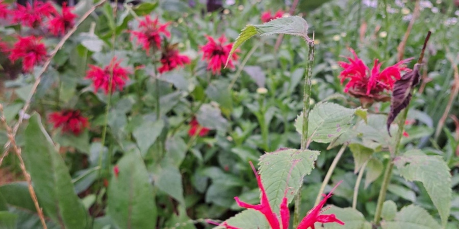 4527 E Deckard Drive, Bloomington, Indiana 47408,MLS,202606063