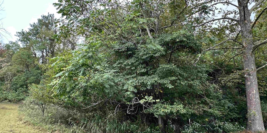 TBD Spring Drive, Bedford, Indiana 47421,MLS,202606094