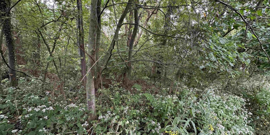 TBD Spring Drive, Bedford, Indiana 47421,MLS,202606094